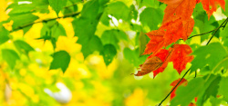 金色秋天金色秋天树叶叶背景高清图片