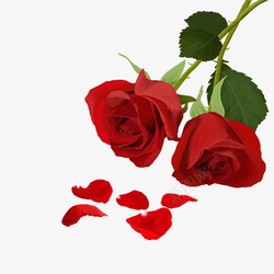 红色色玫瑰花红色高清图片