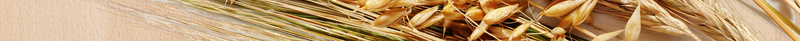 小麦水稻创意有机大米海报模板背景素材psd设计背景_新图网 https://ixintu.com 创意模板 小麦水稻 环保健康 绿色食品 粮油店 水晶大米 珍惜粮食 有机大米 广告设计 海报背景 温暖