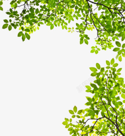 槐树叶精美手绘绿色树叶边框素材高清图片