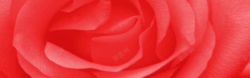 大红唯美大气玫瑰花特写海报背景背景
