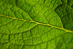全画幅单反相机绿色简单全画幅叶脉自然之美高清图片