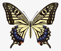 彩色的昆虫彩色蝴蝶昆虫图片高清图片