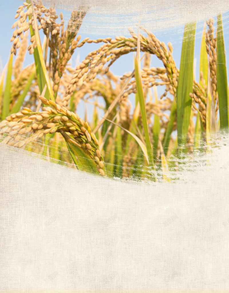 小麦H5背景jpg设计背景_新图网 https://ixintu.com 小麦 粮食 金色 黄色 H5背景 H5 h5