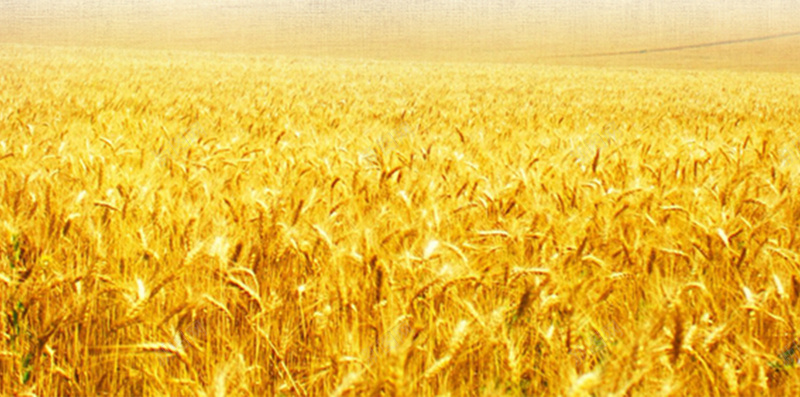 小麦H5背景jpg设计背景_新图网 https://ixintu.com 小麦 粮食 金色 黄色 H5背景 H5 h5