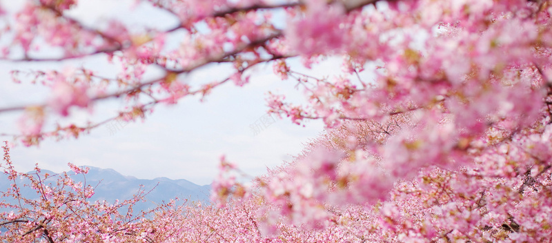 浪漫花海背景情人节甜蜜约会背景图jpg设计背景_新图网 https://ixintu.com 海报banner 浪漫 梦幻 浪漫花海背景情人节甜蜜约会背景图