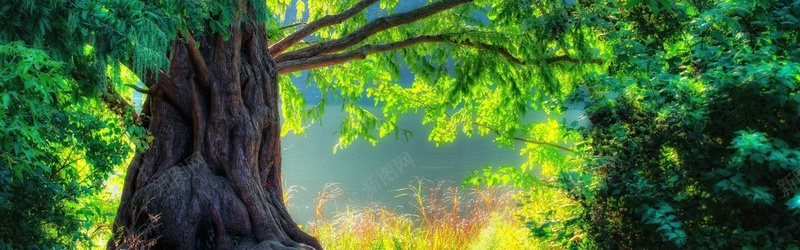 摄影自然美景如画jpg设计背景_新图网 https://ixintu.com 自然景观 树木 河流 夏天 叶子 摄影 海报banner 风景