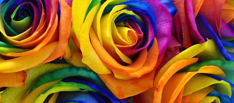 染色的五彩玫瑰特写背景