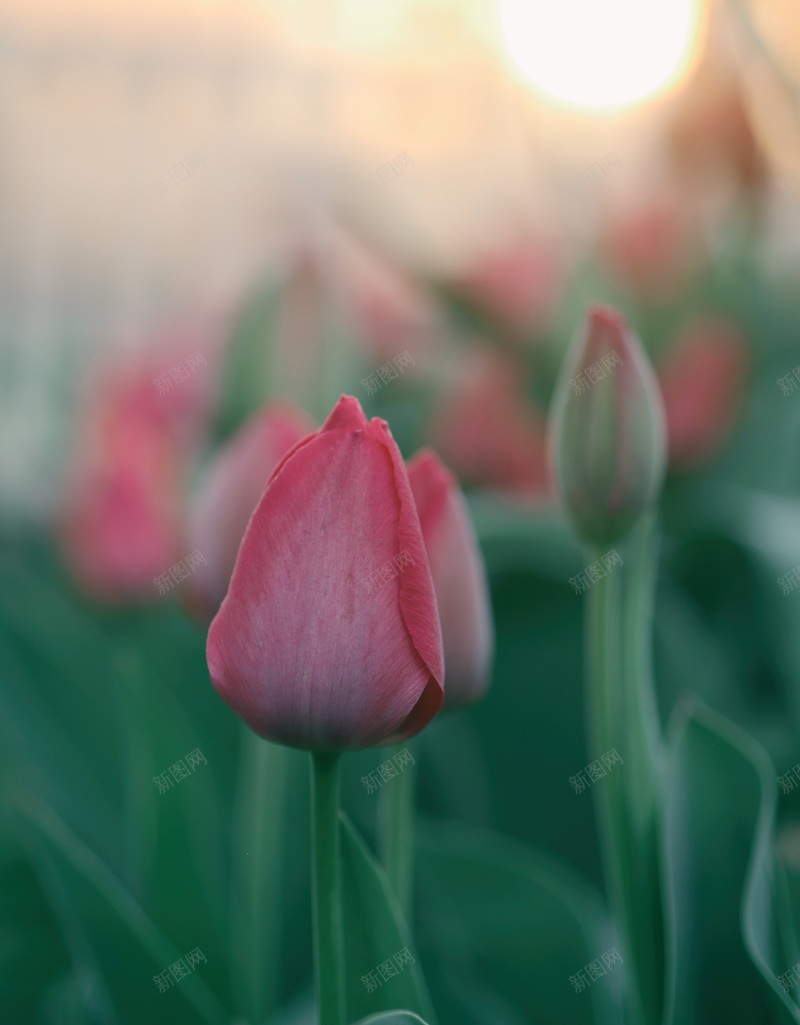 花郁金香增长垂直宁静阳光由新图网用户分享上传,推荐搜索唯美,花朵