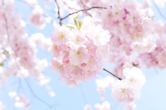 粉色樱花树背景高清背景