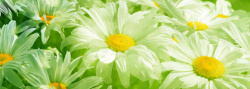 其他鲜花菊花banner创意设计高清图片