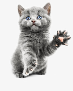 招手问好招手的小猫咪高清图片