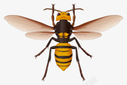 蜜蜂PNG素材素材