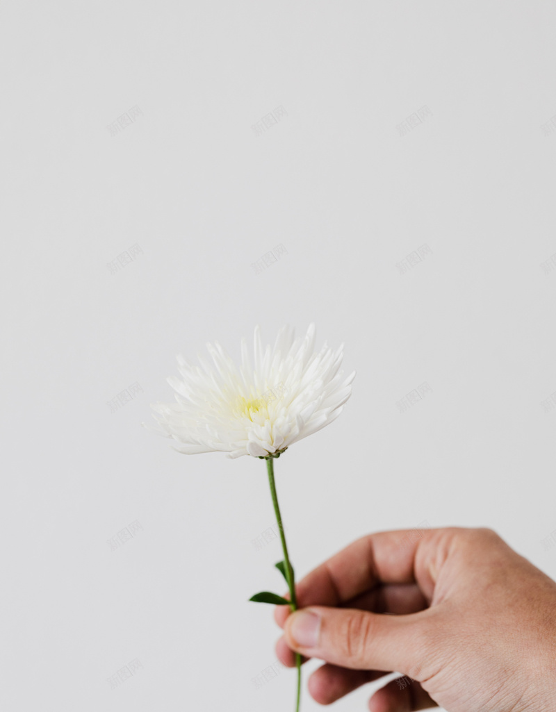简单植物礼物白色菊花高清jpg设计背景_新图网 https://ixintu.com 菊花 高清 背景 白色