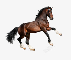 一匹马一匹马透明图高清图片