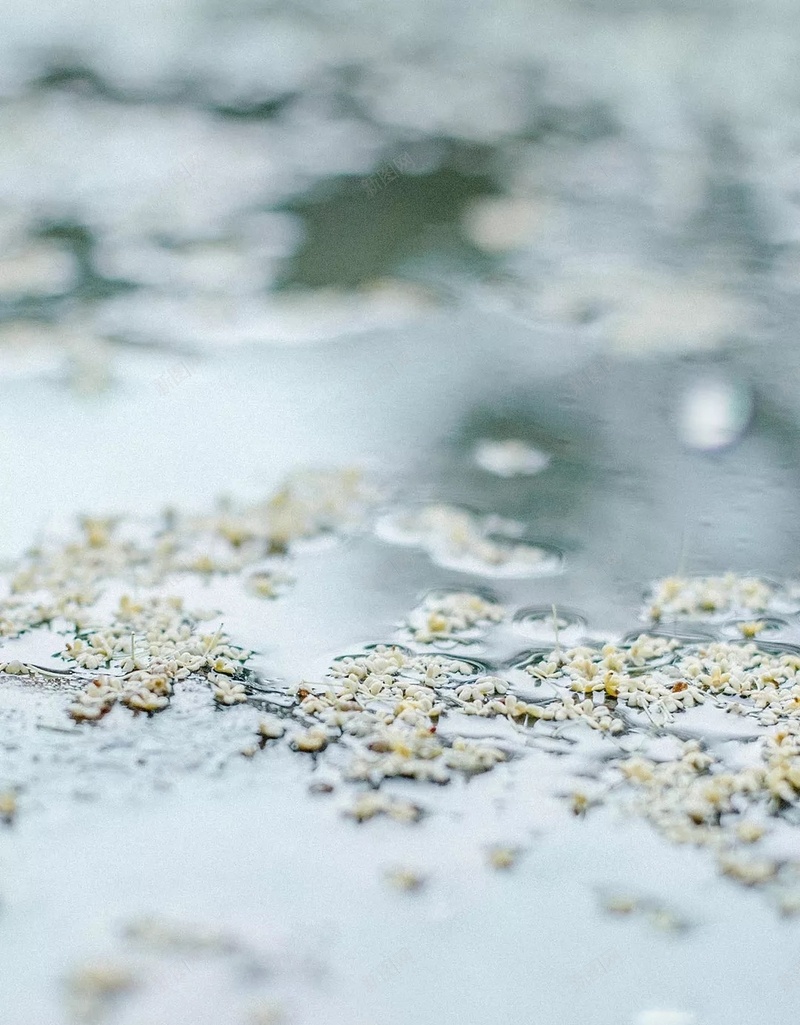 雨天模糊微距摄影H5背景jpg设计背景_新图网 https://ixintu.com 雨天 雨水 花瓣 模糊 微距 风景 摄影 艺术