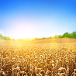 粮食种子阳光下的麦田高清图片
