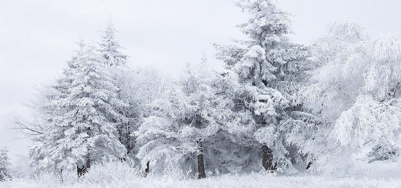 雪中的树林背景装饰jpg设计背景_新图网 https://ixintu.com 海报banner 背景装饰 白桦林 树林 雪