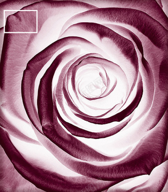 紫色玫瑰沐浴露洗发露通用背景背景