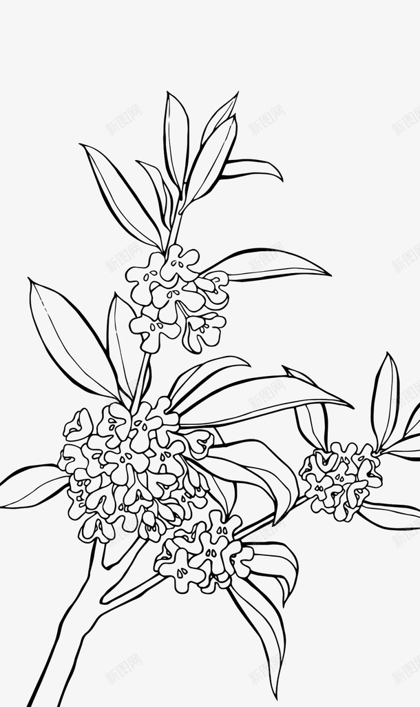 黑色花卉线稿png免抠素材_新图网 https://ixintu.com 花卉 线稿 手绘 单色
