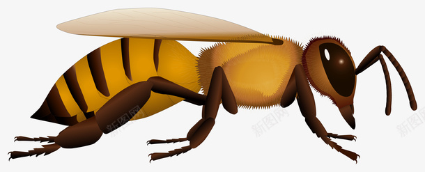 蜜蜂卡通图片素材png免抠素材_新图网 https://ixintu.com 卡通蜜蜂图片素材 卡通蜜蜂 蜜蜂图片素材 卡通 蜜蜂 昆虫