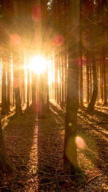 太阳光芒树林落叶H5背景素材背景