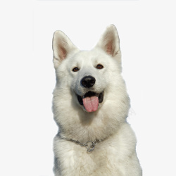 白色的狗透明图素材