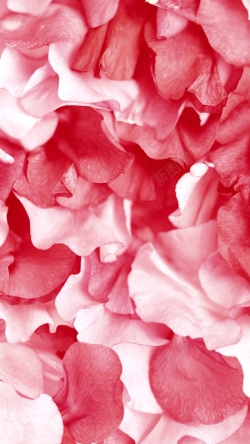 满地花瓣粉红色花朵花瓣平铺H5背景高清图片