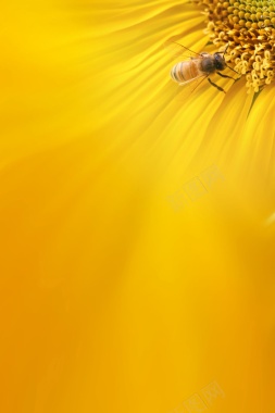 蜜蜂采蜜背景背景