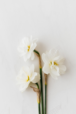 简单植物礼物水仙花白色背景背景