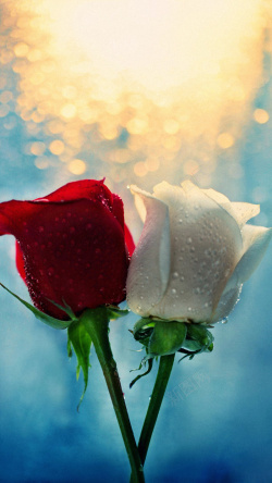 红白粉红玫瑰玫瑰节日H5背景高清图片