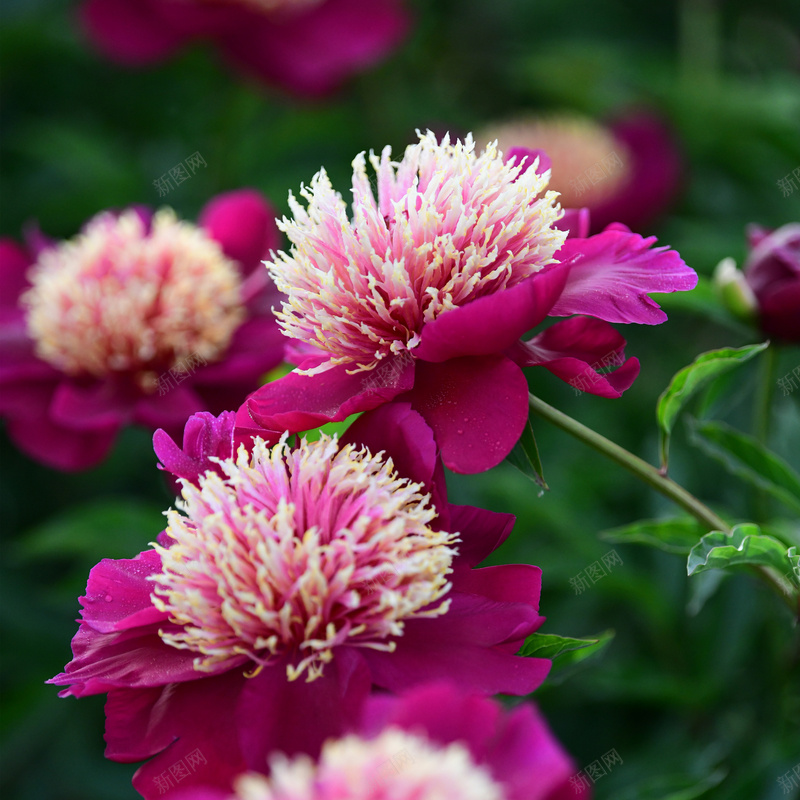 美丽的芍药花jpg设计背景_新图网 https://ixintu.com 粉色芍药花 美丽的芍药花 芍药背景 芍药花 芍药花背景