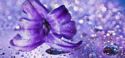 紫花花束紫色花朵背景高清图片