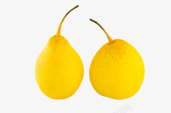 黄色两个黄梨素材