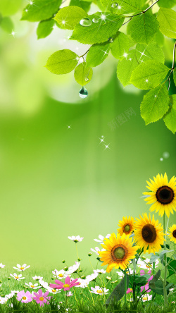 绿底花朵图案绿色树叶向日葵H5背景素材高清图片