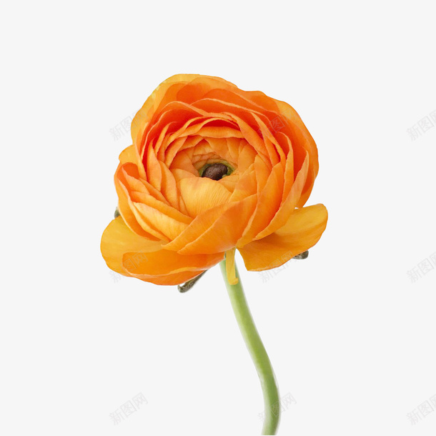 橙色洋牡丹花png免抠素材_新图网 https://ixintu.com 洋牡丹 花 牡丹花 橙色的花