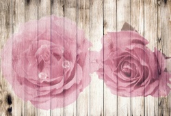 木墙粉色玫瑰刷墙背景素材高清图片