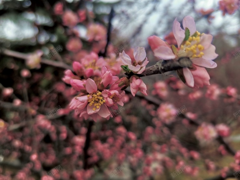 春日花朵背景jpg设计背景_新图网 https://ixintu.com 花朵 春日 背景 盛开