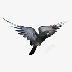 黑鸟羽毛鸽子飞翔的鸟高清图片