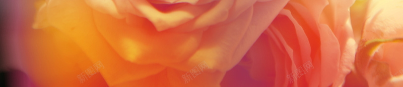 唯美粉色玫瑰花图片jpg设计背景_新图网 https://ixintu.com 玫瑰花 婚礼 粉色 唯美 情人节 公主系 背景素材