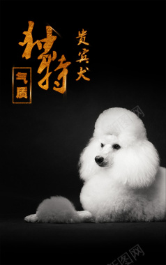 现代贵宾犬独特气质公益海报背景素材背景