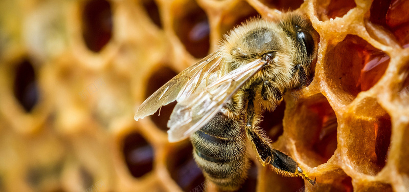 蜜蜂背景图背景
