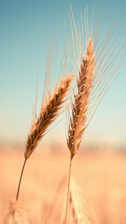 风景麦子收获的麦子H5背景高清图片