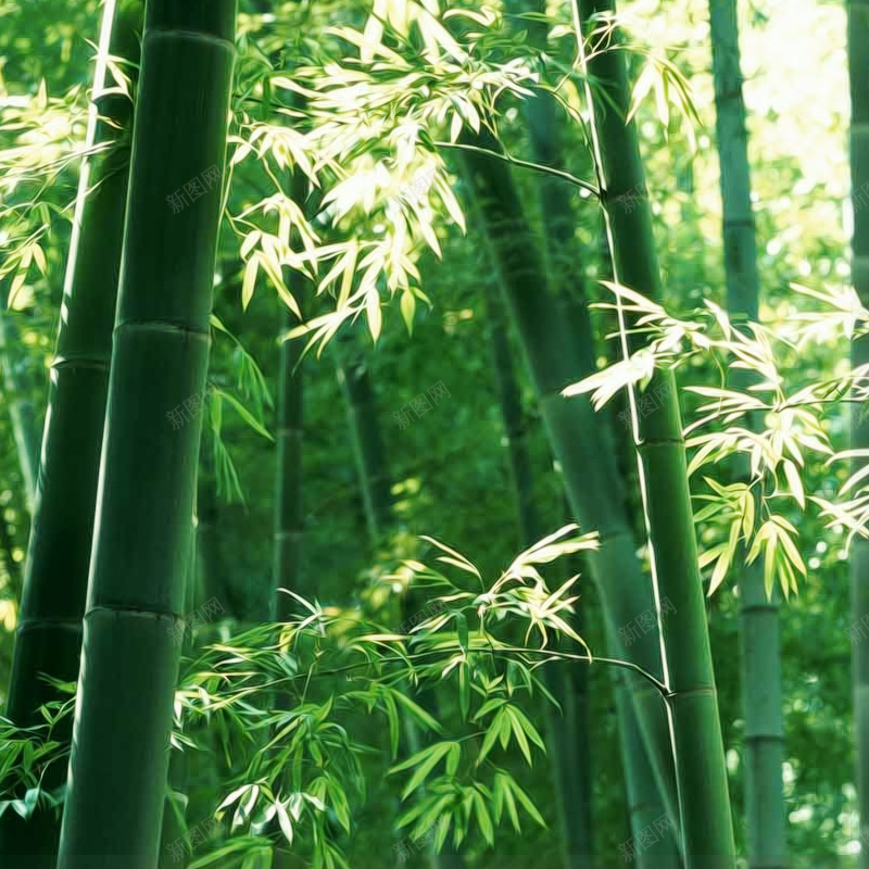 美丽的竹林psd设计背景_新图网 https://ixintu.com 直通车 边框 主图 大气 淘宝