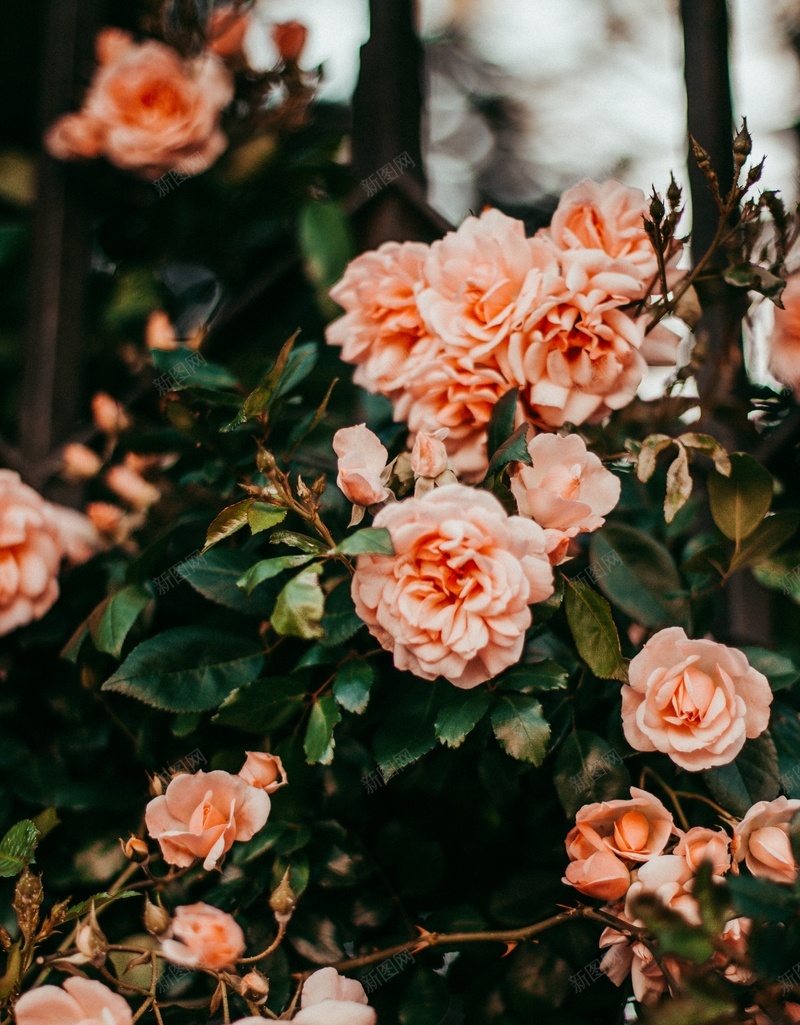 高清花开灿烂的蔷薇花jpg设计背景_新图网 https://ixintu.com 花朵 植物 蔷薇 玫瑰
