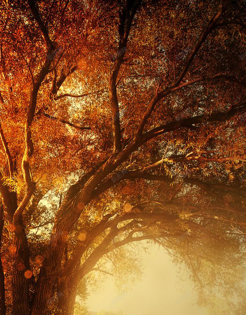 橙色光源深林H5背景素材jpg设计背景_新图网 https://ixintu.com 树木 动物 深林 橙色 摄影 H5 h5 风景