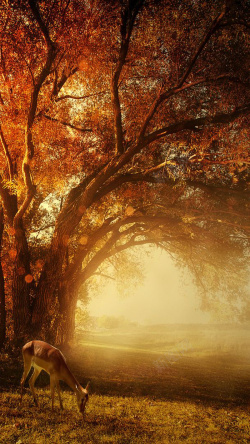 深林碧绿树木橙色光源深林H5背景素材高清图片