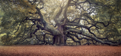 古老的树木古老的大树背景装饰高清图片