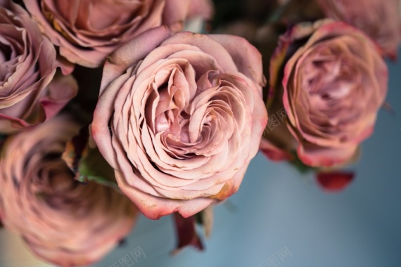 高清粉色玫瑰图片背景