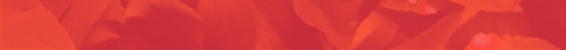 玫瑰花瓣背景图psd设计背景_新图网 https://ixintu.com 海报红色 文艺 浪漫 红色 花瓣 梦幻